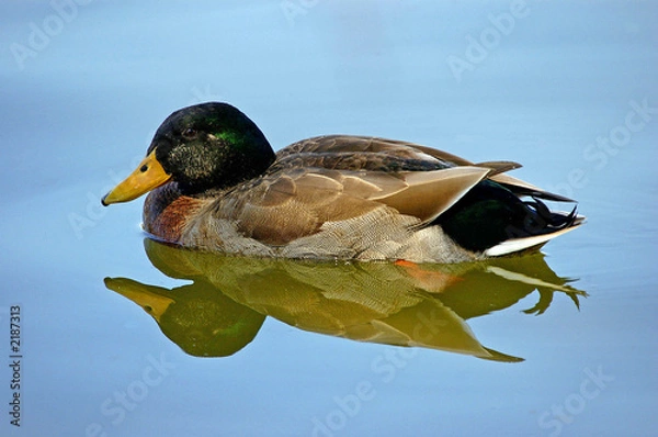Obraz duck with reflection in lake