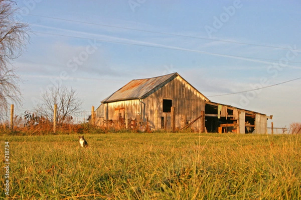 Fototapeta on the prowl