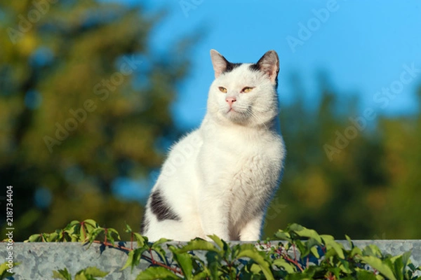 Fototapeta Katze in der Morgensonne