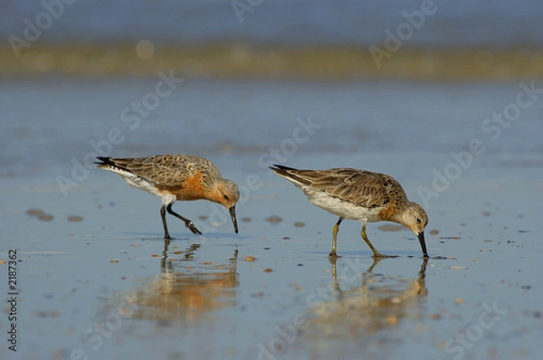 Obraz florida sandpipers