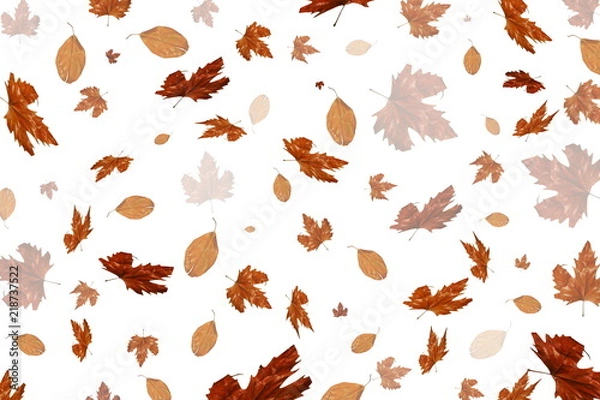 Obraz красивые сухие желтые осенние листья на белом фоне      