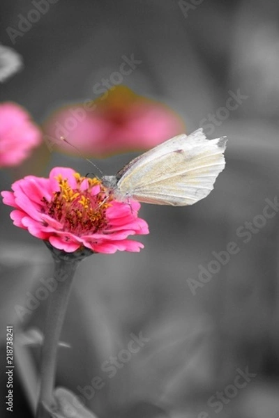 Obraz Butterfly black and withe with colorsplash