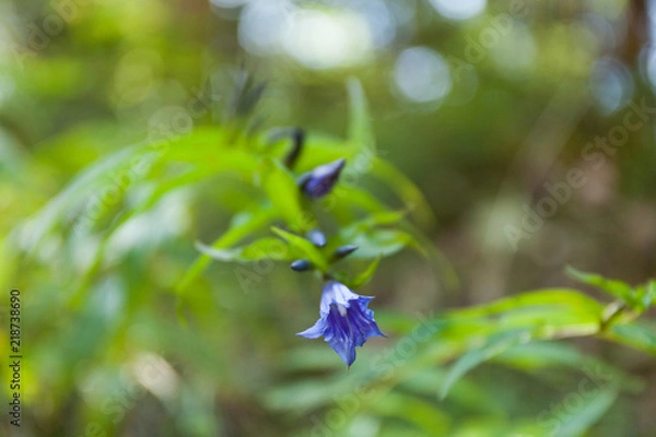 Fototapeta Beauty wildflower blooming macro, color field. Colorful botanic.