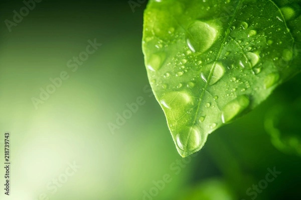 Obraz water drops on green leaf