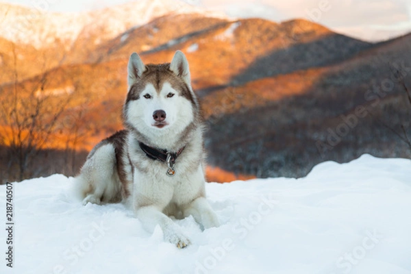 Obraz Portrait of Husky dog liying is on the snow in winter forest at sunset on mountain background in vertical orientation