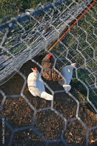 Obraz cooped up in a pen