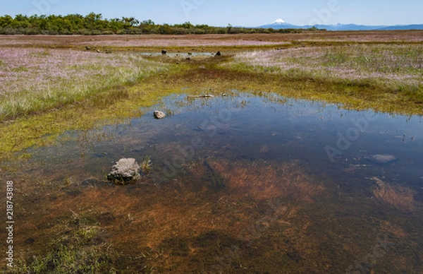 Fototapeta seasonal vernal pools and wildflowers on lower table rock plateau in southern oregon with mt mcloughlin in the background