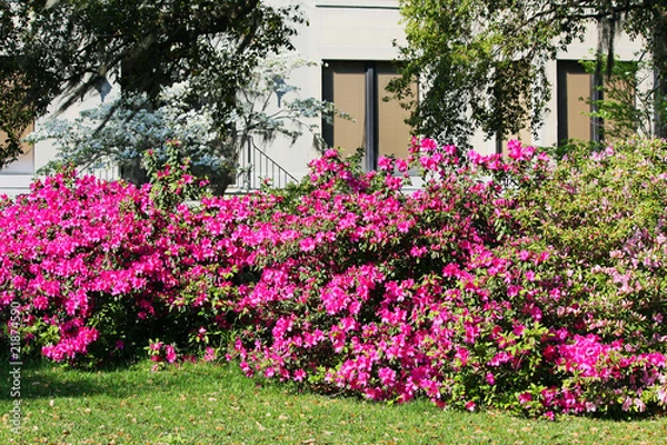 Fototapeta savannah flowers