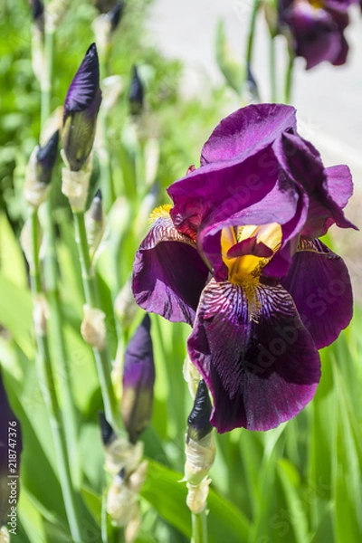 Fototapeta  Flower of iris in the garden in summer