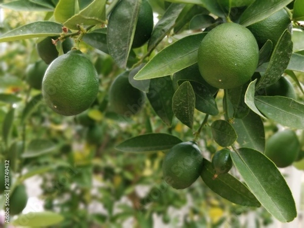 Obraz Healthy lemon tree close up