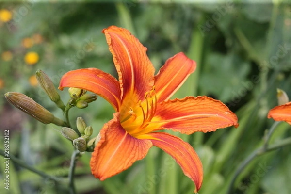 Fototapeta Осенний цветок