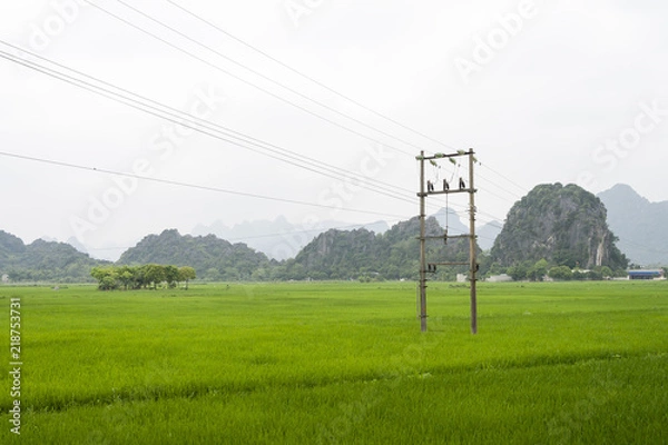 Obraz Vietnamese rice field