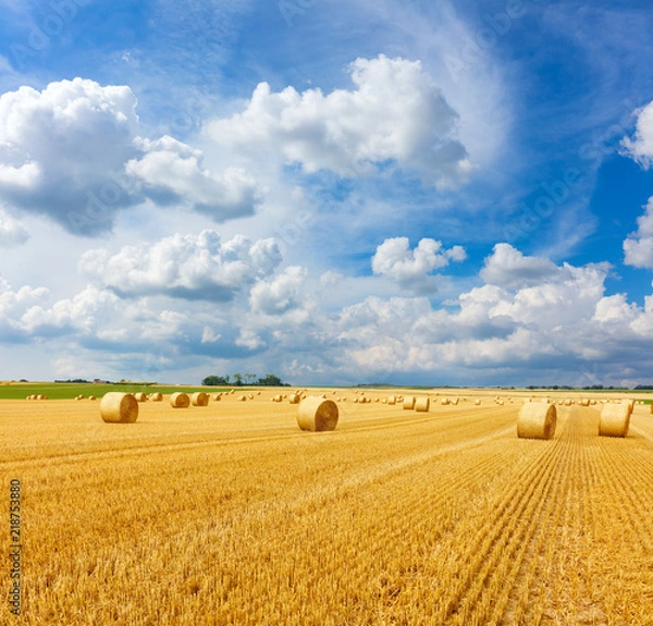 Fototapeta Yellow golden straw bales of hay in the stubble field, agricultural field under a blue sky with clouds
