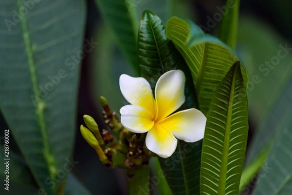 Obraz plumeria rubra, one flower of white plumeria with yellow center surrounded by dark green foliage of a plant growing in a garden, natural