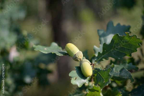 Obraz green oak acorns