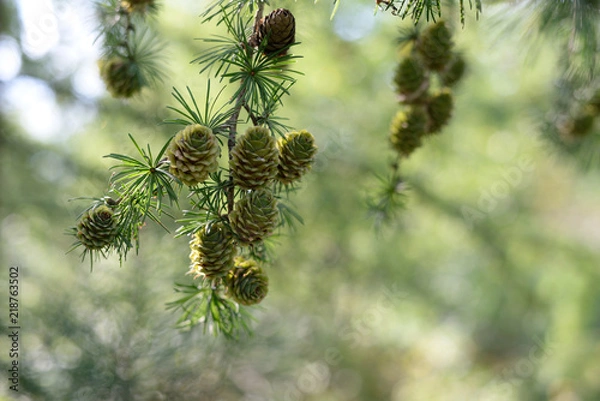Obraz green larch cones