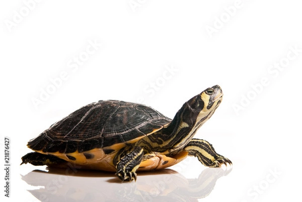 Obraz Turtle isolated