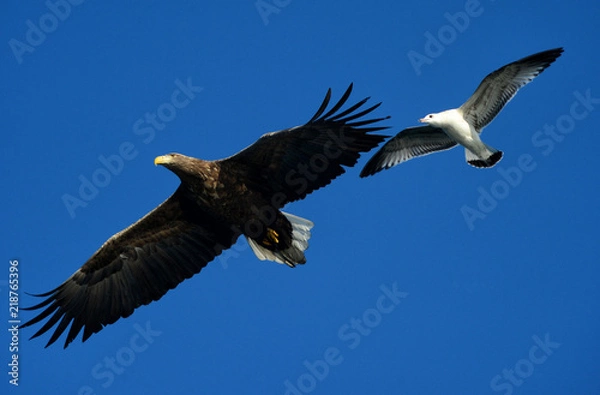 Fototapeta Eagles in the wild