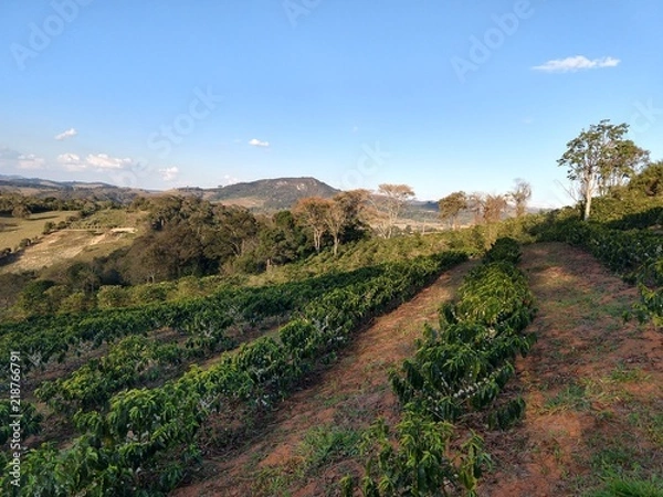 Obraz A florada no café