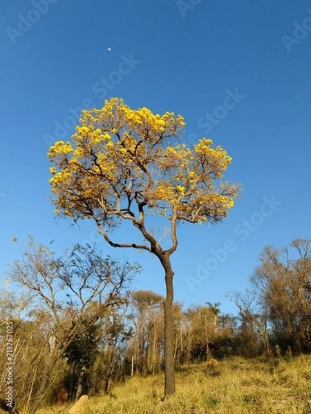 Obraz O Ipê-amarelo