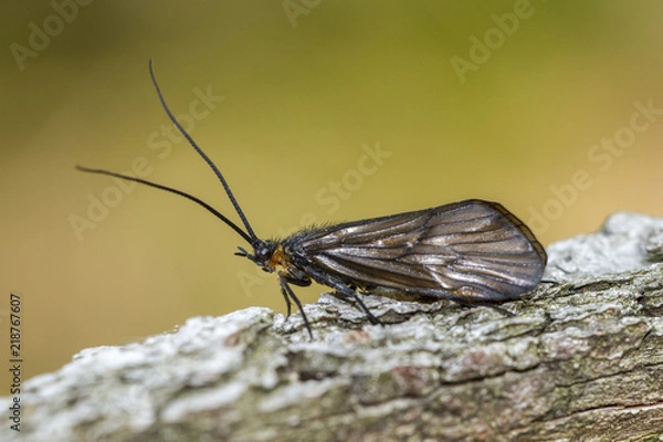 Obraz Koecherfliege - Trichoptera
