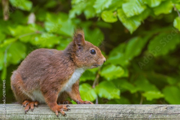 Fototapeta Eichhoernchen - Sciurus vulgaris 
