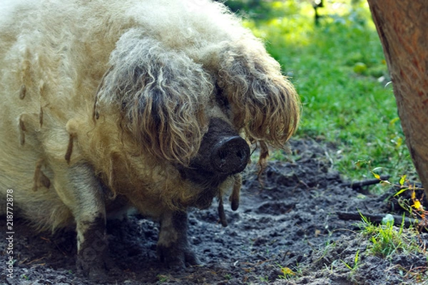 Obraz Wollschwein - Mangalitza