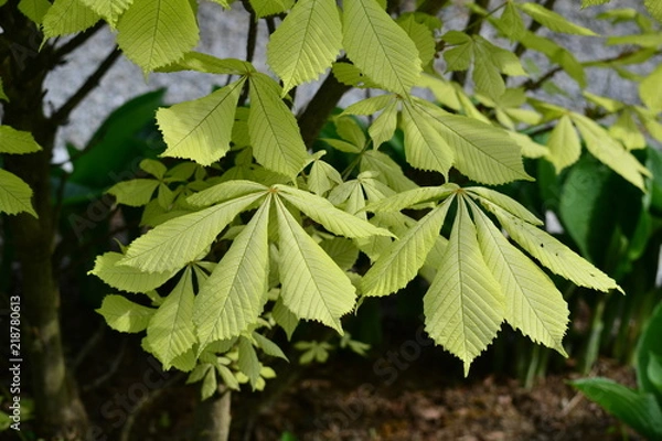 Fototapeta Aesculus hippocastanum 'Wratislavia' - unique leaves with a light green shade