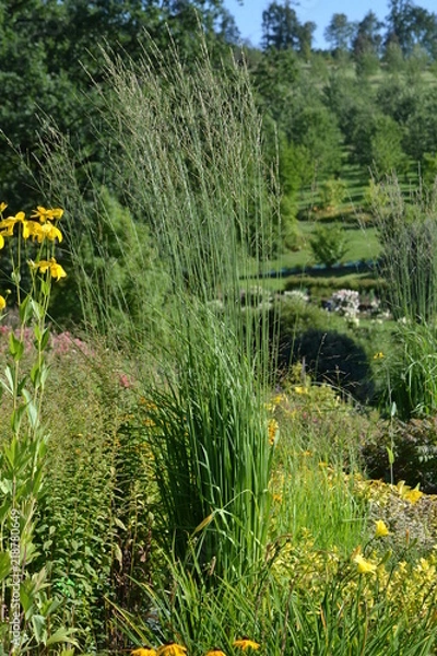 Fototapeta Molinia caerulea 'Windsaule' (decorative grass) - composition with other plants