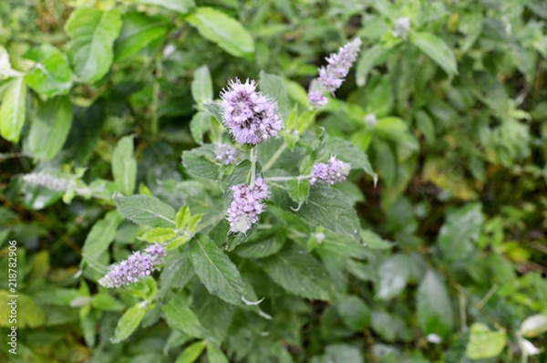 Obraz Fresh Mint Plant With Purple Flowers Grown in Forest