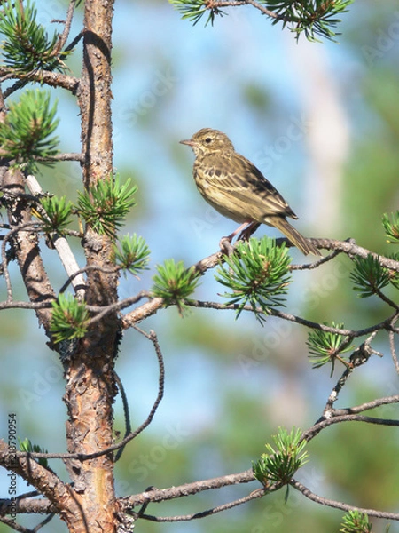 Fototapeta Tree Pipit