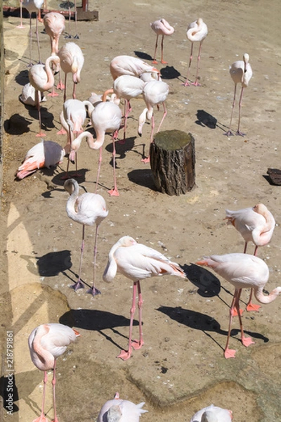 Fototapeta birds in a pond in a zoo in the summer