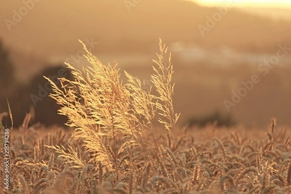 Obraz Feld Acker sommer summer grain Weizen Getreide