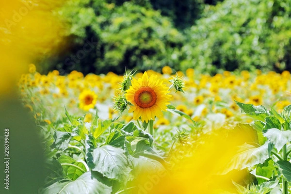 Obraz ひまわり畑