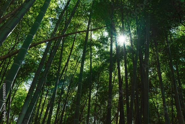 Fototapeta 清水寺(Kiyomizudera-Temple)