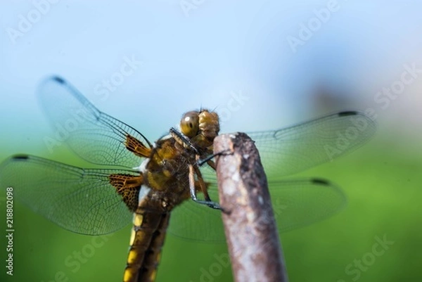 Obraz Libelle an einem Stab