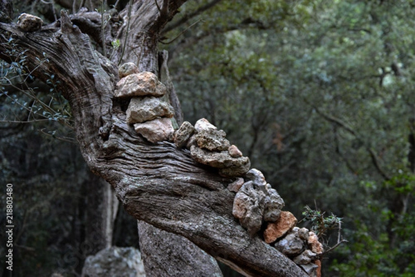 Obraz alter Baum mit Steinen