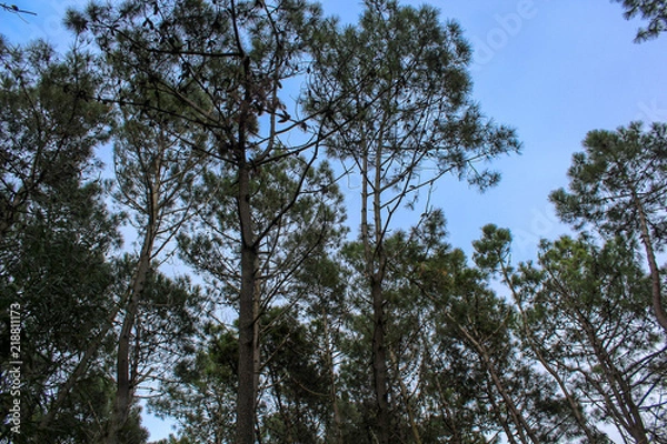 Obraz copas de bosques de pinos 
