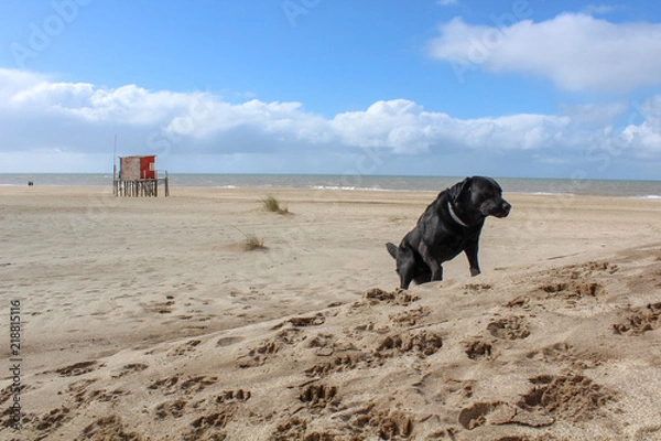Obraz labrador trepando una duna