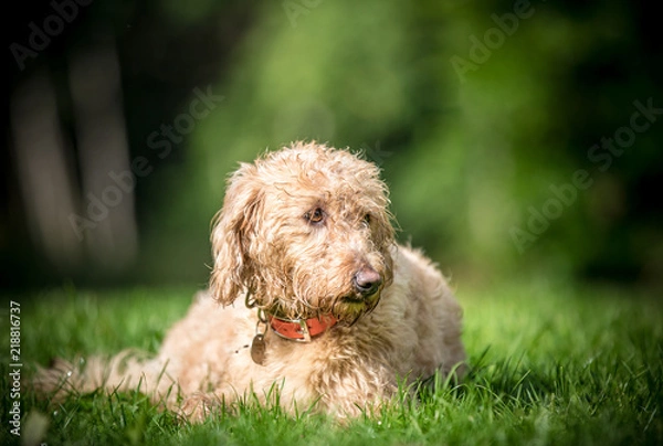 Obraz The Golden Labradoodle