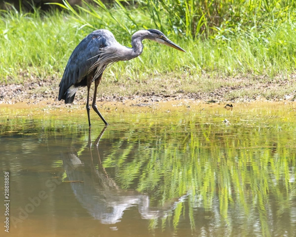 Obraz Heron looking for food