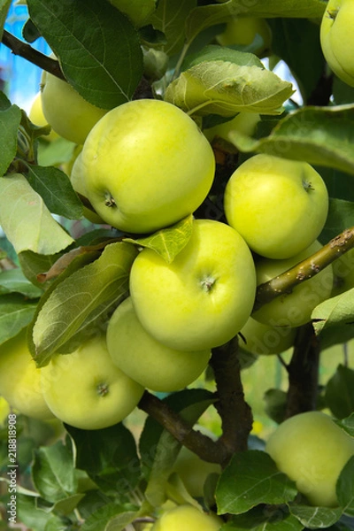 Obraz Organic ripe apples hanging on a tree branch in an apple orchard. Fruit garden with lots of large, juicy apple in sunlight ready for harvesting