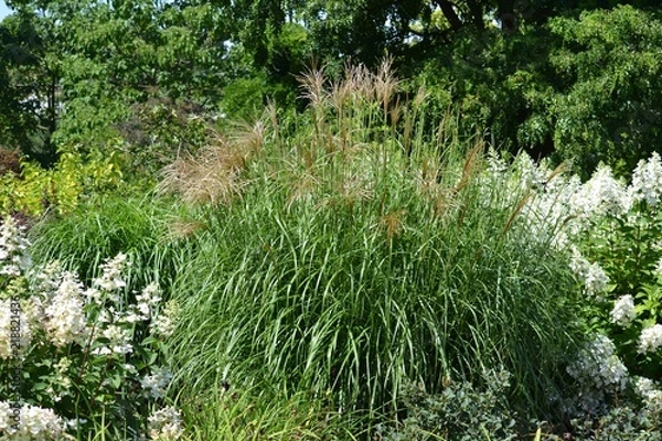 Fototapeta Chinese miscanthus (decorative grass) surrounded by a blooming paniculata hydrangea