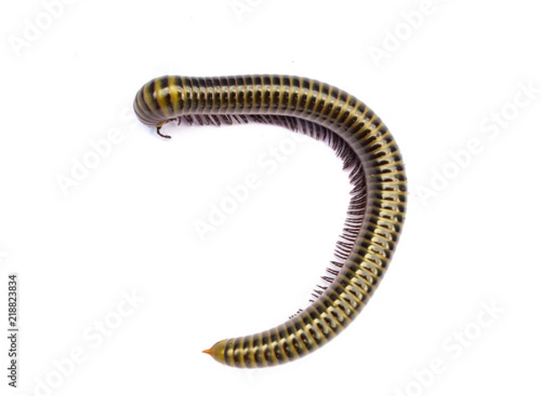 Fototapeta Millipede isolate on white background
