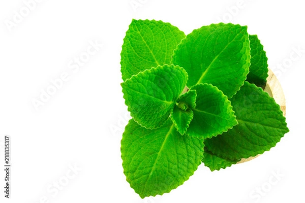 Obraz Close up country Borage leaves isolated on white background