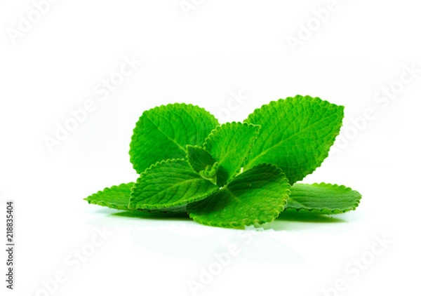 Obraz Country Borage fresh isolated on white background