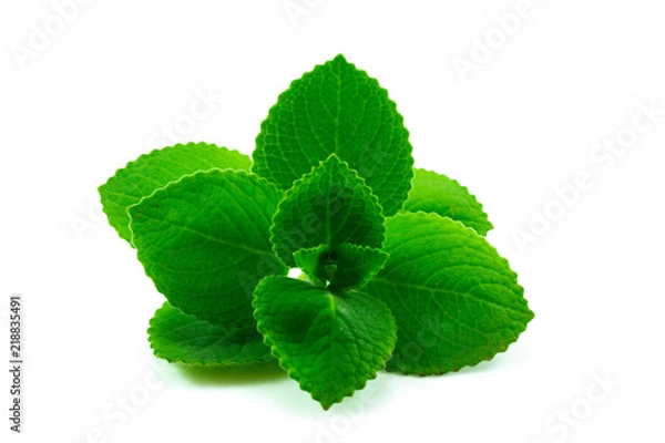 Obraz Country Borage isolated on white background