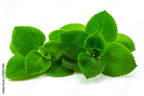Obraz Country Borage leaves isolated on white background