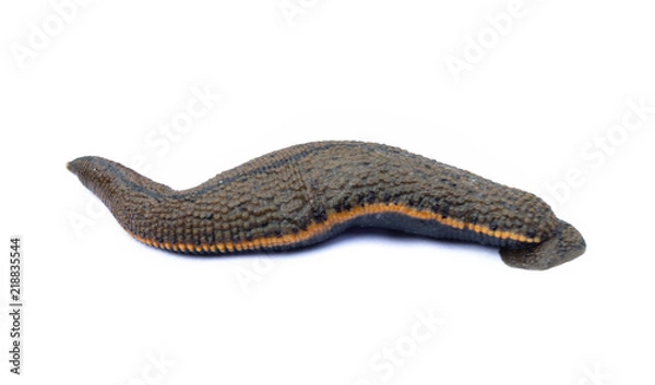 Obraz Leech isolated on white background