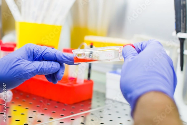 Fototapeta Laboratory work with tissue cultures
